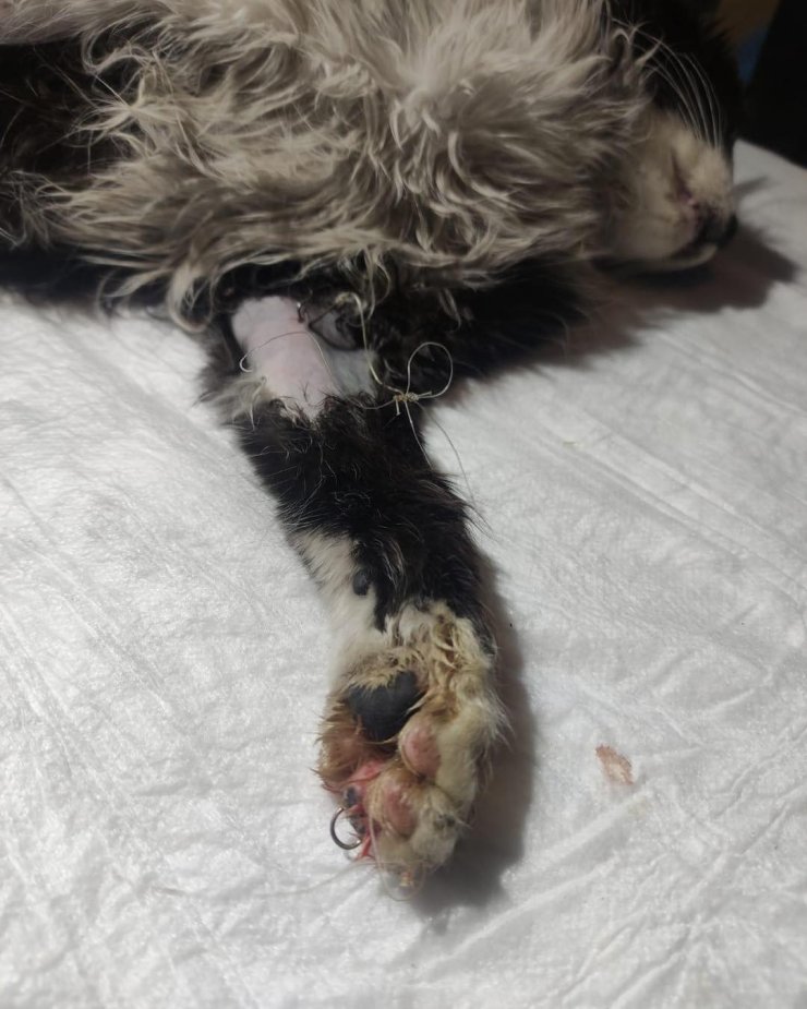 Ayağına olta iğnesi batan yaralı kedi kurtarıldı