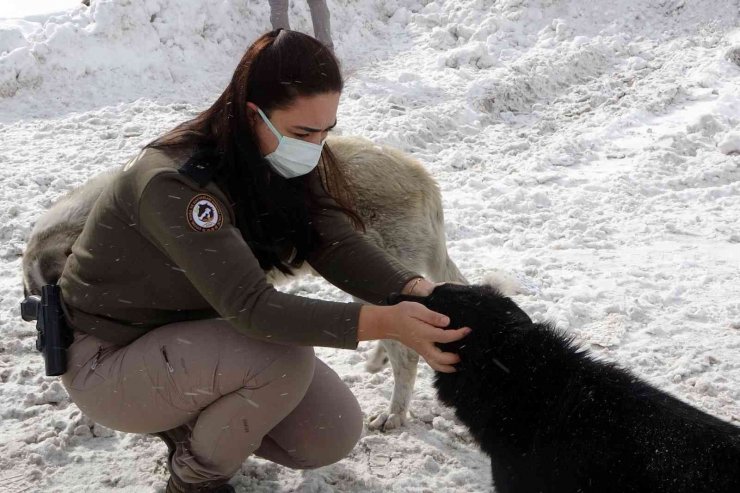 Zigana Dağının terk edilmiş köpekleri polis koruması altında