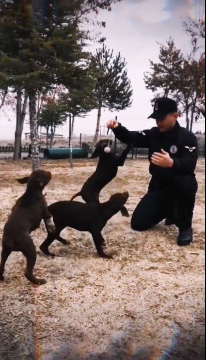 Jandarmanın görev köpekleri eğitimlerine devam ediyor