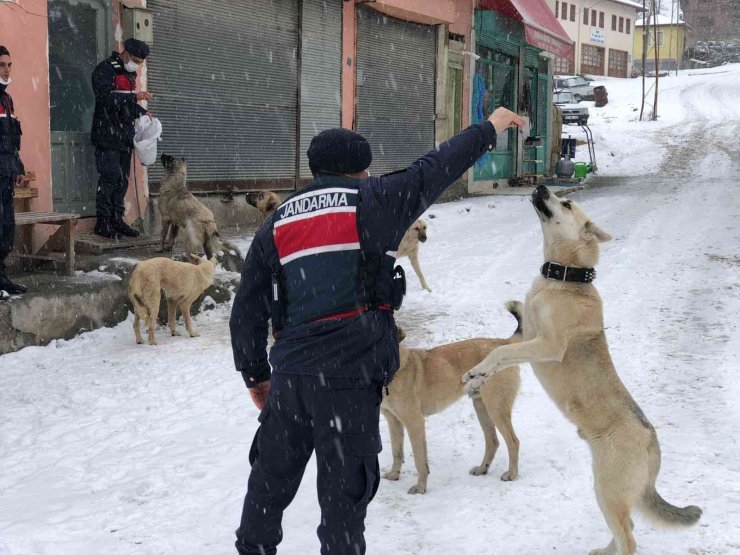 Jandarma ekipleri, sokak hayvanlarını yalnız bırakmıyor