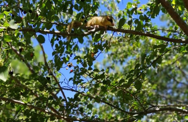 Türkiye’de koruma altına alınan kemirgen türler arasında yer alan bahçe yediuyuru Erzincan’da görüntülendi
