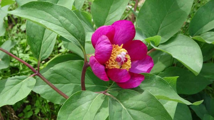 Dünyanın en pahalı çiçeği