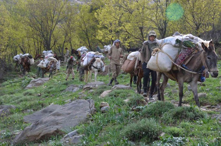 Şırnak dağlarında huzurla birlikte pancar toplayan vatandaşlar kamp kuruyor