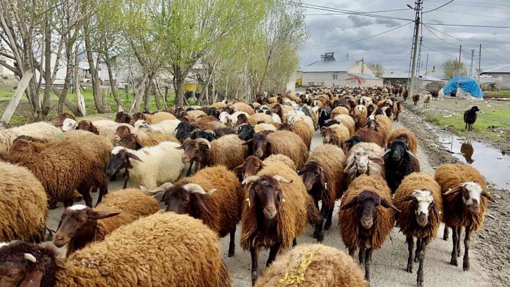 Ağrılı göçerler koyun sürüsüyle yaylaların yolunu tuttu