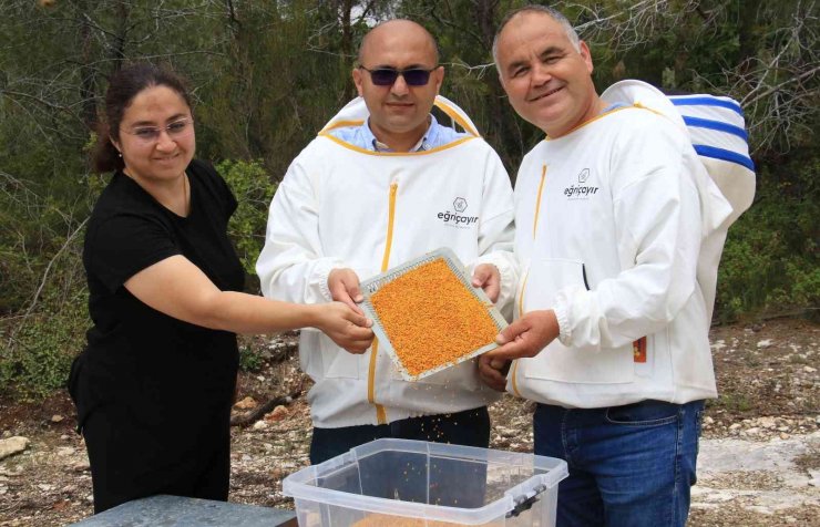 Kilosu 400 TL, milyonlarca arı 100 gramını bir günde topluyor