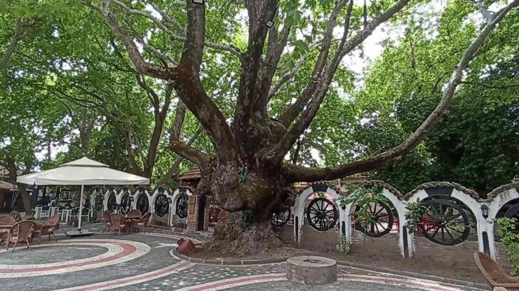 Kazdağları’nın eteklerindeki 400 yıllık anıt ağaçlar turizme kazandırılıyor