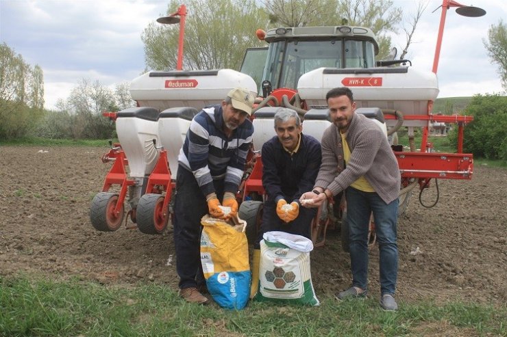 Yozgat’ta 5 çeşit kuru ve yeşil fasulye deneme ekimi yapıldı