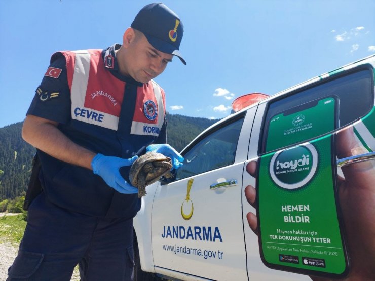 Jandarma ekiplerinin bulduğu yaralı kaplumbağa tedavi altına alındı