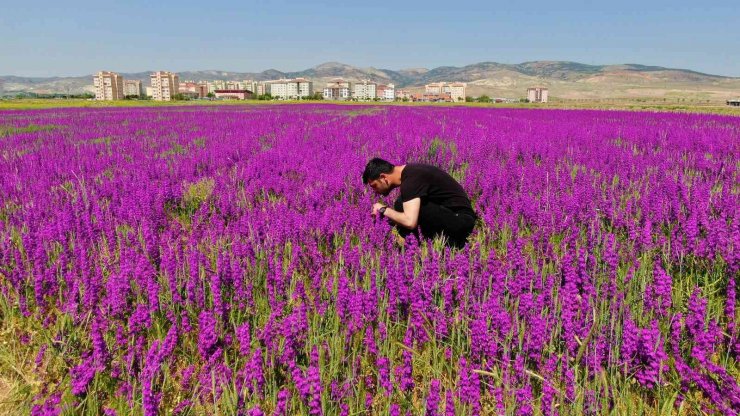 Ankara’da boş arazide bulunan mor çiçekler görülmeye değer bir manzara sunuyor
