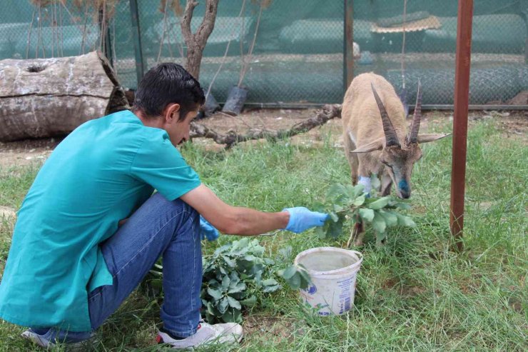 Şırnak’ta askeri birlikler yaralı dağ keçisini buldu, ekipler tedavi altına aldı
