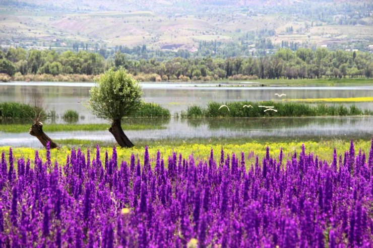 Mor çiçek tarlası görsel şölen oluşturdu