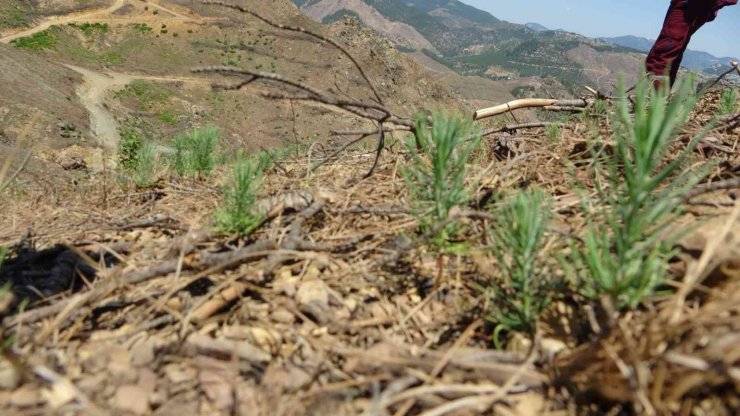 9 ton tohum serpilmişti, Adana’da yanan ormanlık alan yeşeriyor