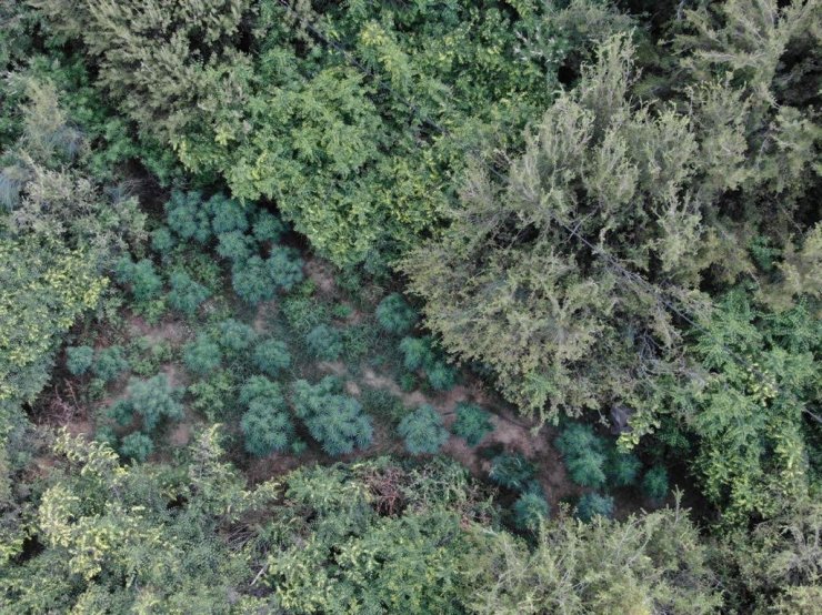 Manisa’da ormanlık alanda 167 kök kenevir ele geçirildi
