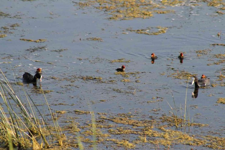 Beyşehir Gölü’ne kuş türleri akın etmeye başladı