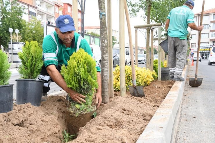 Yeşil Aksaray için ağaçlandırma çalışmaları sürüyor