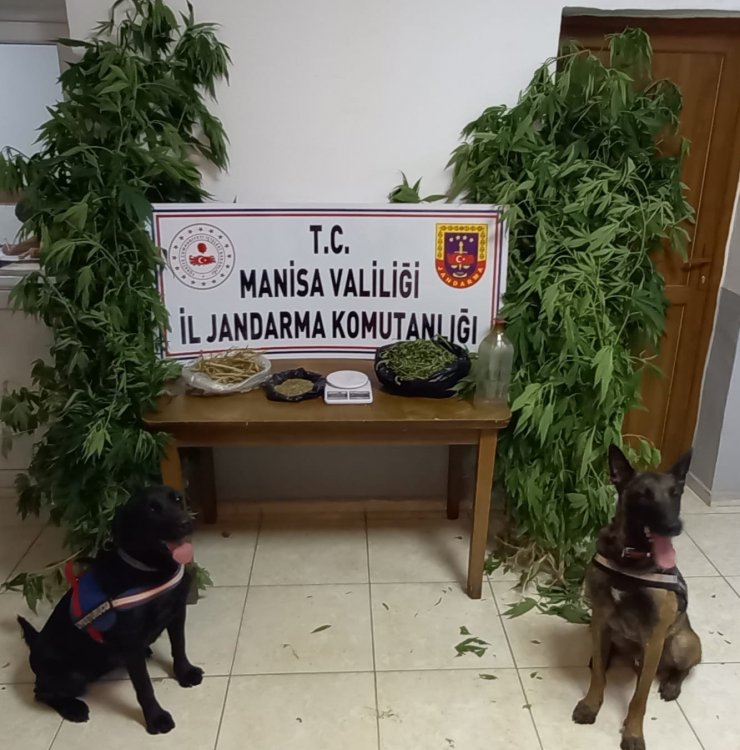 Manisa’da narkotik köpek timi eşliğinde kenevir operasyonu