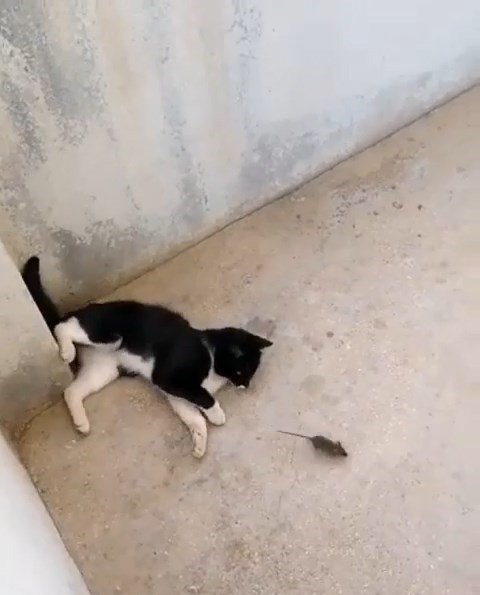 Elazığ’da ‘kedinin fareyle oynadığı gibi oynamak’ deyimi gerçek oldu