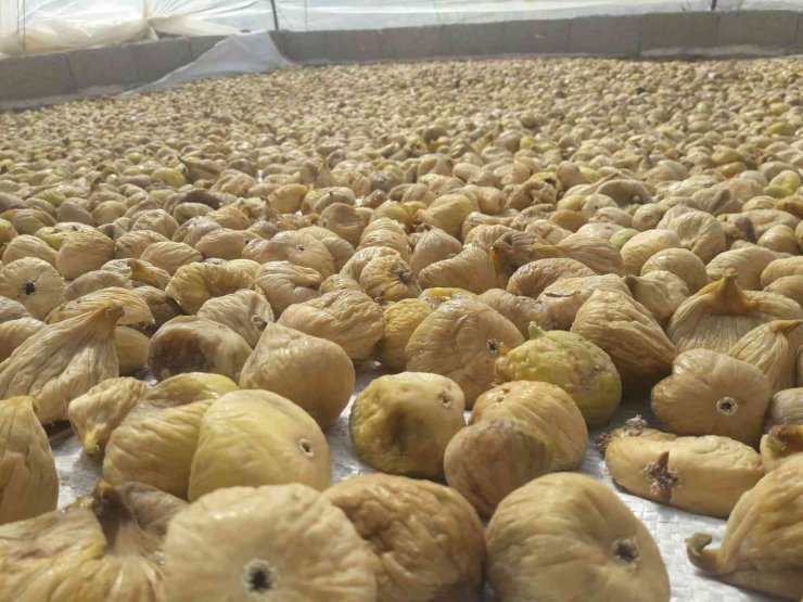 Kuru incir ihracatı 232 milyon dolara ulaştı