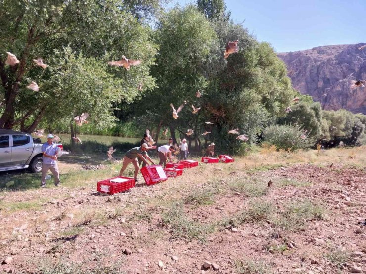 Elbistan’da 525 adet kınalı keklik doğaya salındı
