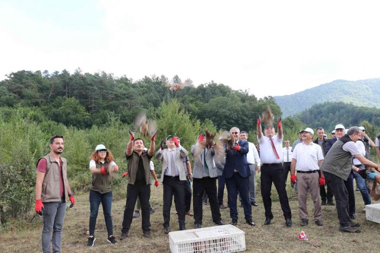 Zonguldak’ta bin sülün doğaya salındı