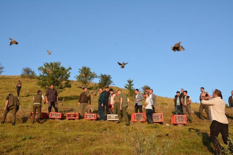Çankırı’da 500 keklik doğaya salındı