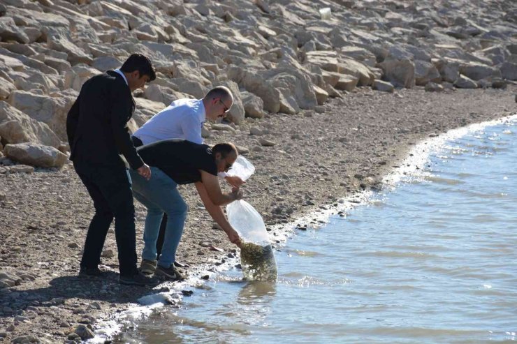 Binlerce sazan yavrusu suya bırakıldı