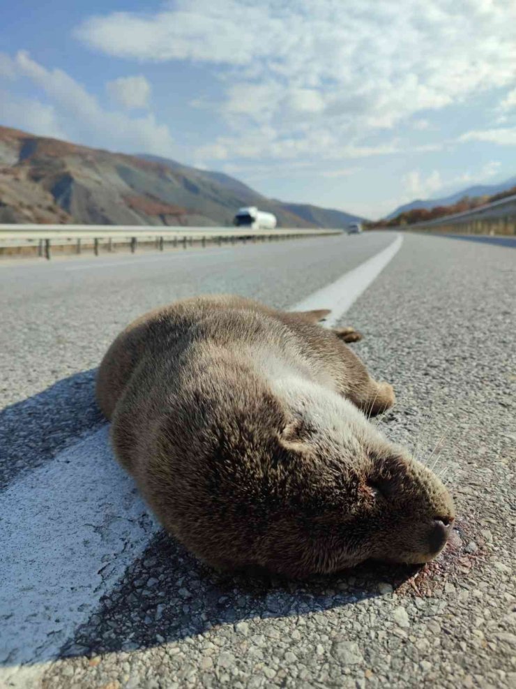 Nesli tükenme tehdidi altındaki samur, kaza kurbanı