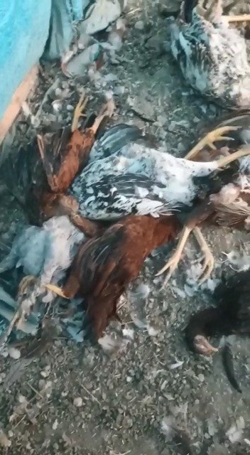 Kümese giren sansar tavukları telef etti