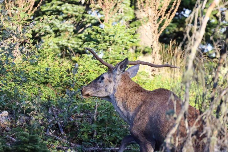 Türkiye’nin en şansız geyiği görüntülendi, şanssızlığının altında yatan sebep ise bir hayli ilginç