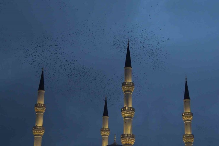 Kırıkkale’de sığırcık kuşlarından görsel şölen