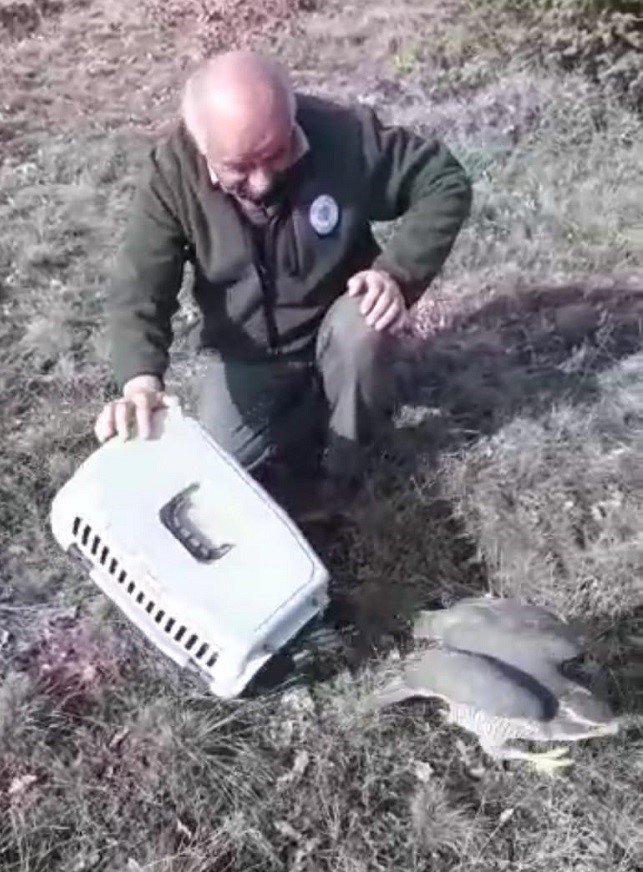 Yaralı halde bulunan dünyanın en hızlı kuşu gökdoğan ve kerkenez doğaya salındı