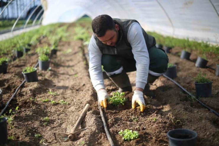 Aydın Büyükşehir Belediyesi yeni tarım ürünlerinin üretimine başladı