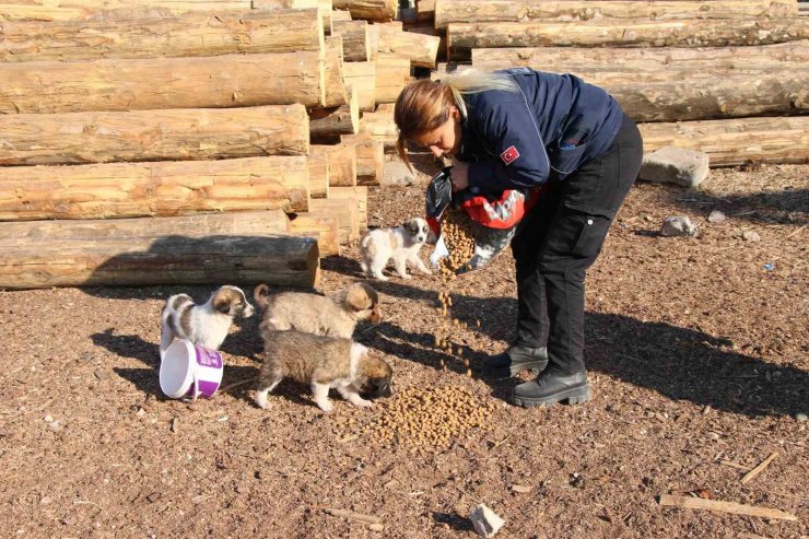 Erciş belediyesi sokak hayvanlarını unutmuyor