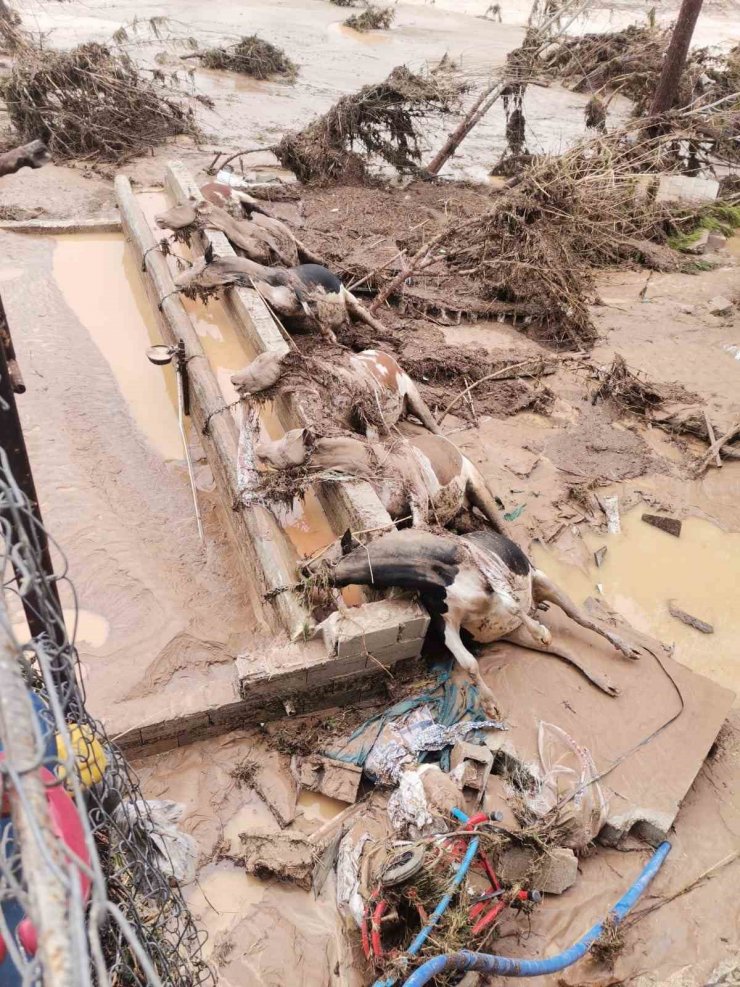 Şanlıurfa’daki sel felaketinde 8 büyükbaş hayvan telef oldu