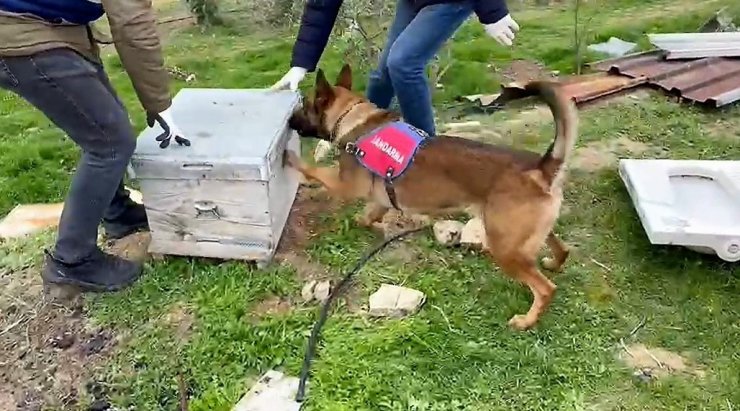 Jandarmanın bağ evine yaptığı operasyonda 11 kilo esrar ele geçirildi