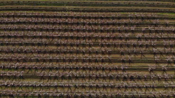Depremin vurduğu Hatay’ın Amik Ovası’nda, meyve bahçeleri çiçek açtı