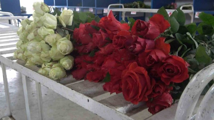 Yalova’daki süs bitkileri ihracatında yüzde 90 artış