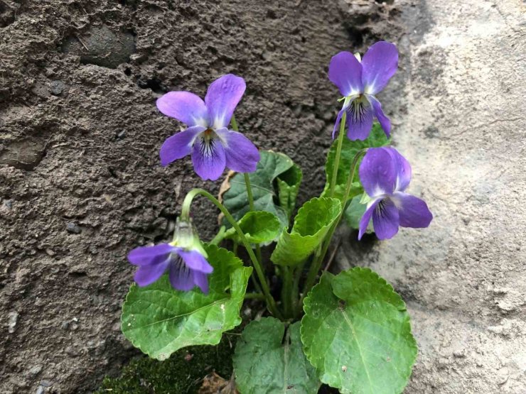 Baharın müjdecisi mavi menekşeler bahçeleri süslemeye başladı