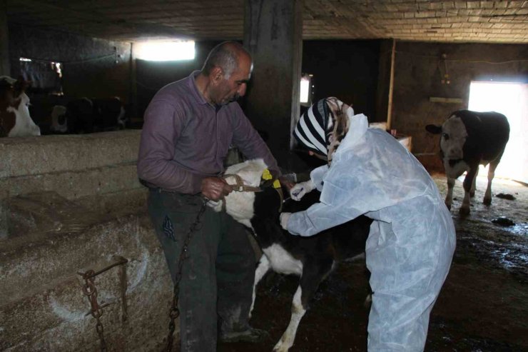 Şırnak’ta şap hastalığına karşı 90 bin büyükbaş aşılanacak