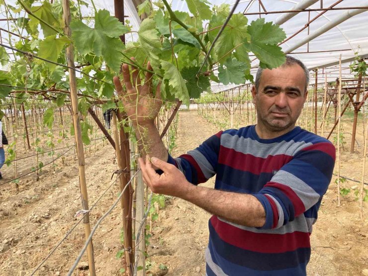 Sarıgöl’de ilk kez örtüaltı üzüm yetiştirildi