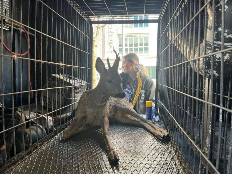 Yaralı yavru karaca, tedavi altına alındı