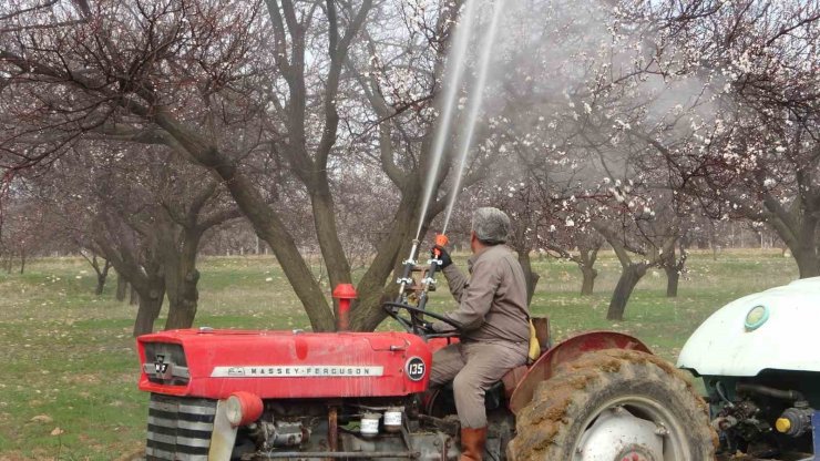 Depremin vurduğu Malatya’da kayısı üreticileri yeni sezona hazırlanıyor