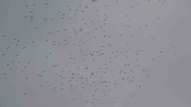 İstanbul’a gelen leylek sürüsü Taksim Meydanı semalarında görsel şölen oluşturdu