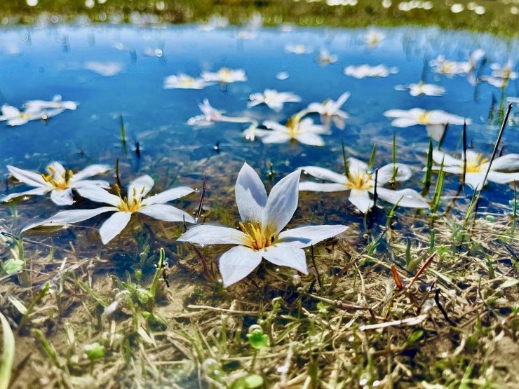Ağrı’da baharın müjdecisi kardelenler çiçek açtı