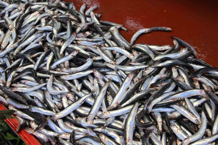 Bolu’da sezonunun son günlerini yaşayan hamsi 70 liradan satılıyor