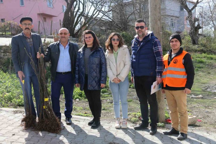 Atakum’da çiftçiye 1000 incir fidanı desteği