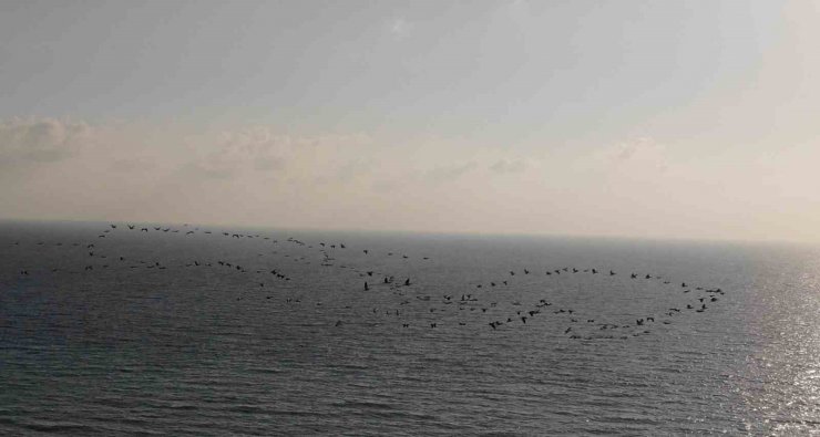 Depremin vurduğu Hatay’da göç eden turnalardan görsel şölen