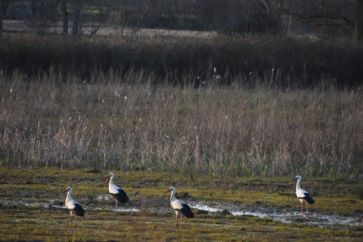 Leylekler Sinop’taki yuvalarına gelmeye başladı