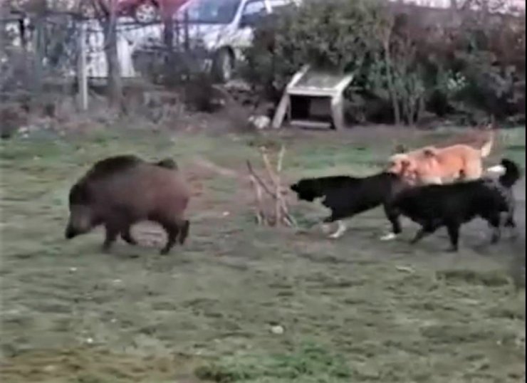 Domuzlar şehir merkezinde