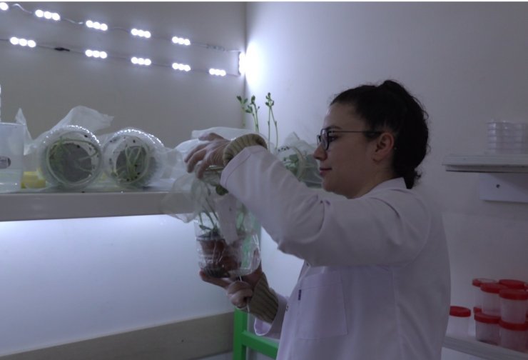 Çorum’da böcek üretim laboratuvarı kuruldu